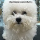 투개더 펫 이미지