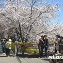 논현로28길(벚꽃길) 이미지