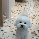 포그나개 이미지