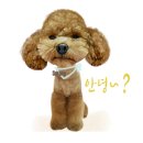 강아지 카시트 드라이빙킷 에스독 추천이에요