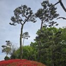 2026/4/21아산 영인산 상투봉 이미지