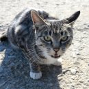 서울고양이분양 묘연 | 서울애완고양이분양센터 리얼 방문 후기