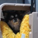 더 퍼피즈 블루오션 쿡 이미지