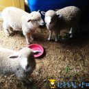 드림목장 이미지