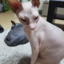 그루밍:담 이미지