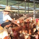 행복한닭농장 이미지