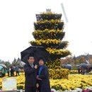 2012 익산 국화축제 이미지