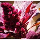 아마란스 이미지