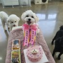 펫브릿지 김해점 이미지