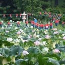 7월 여행지 행복바라미 봉선사 연꽃축제 이미지