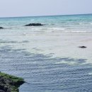 (주)포레나무병원 | 제주서쪽여행기, 2026 봄의 제주/이재모피자 제주점, 새별오름, 협재해수욕장, 카페닐스, 금오름