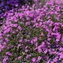 JJ펜션 민박 이미지