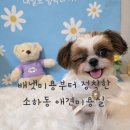 광명시티동물병원 | 광명 소하동 스트레스없는 애견미용실 · 마리의 첫 미용 배넷미용부터 정착한 미소짓개 이용후기