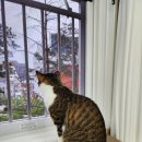 멍냥 펫택시 | [홍제] 홍제동 초보 고양이 집사 2주차