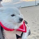델루와 이미지