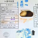 강원도 수미 씨감자 농업회사법인주식회사씨드포 수미씨감자 감자씨