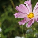 모네의정원 이미지