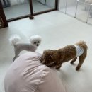 시오멍 이미지