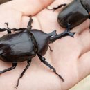 대인농장 이미지