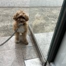 유독(dog) 이쁜날 이미지