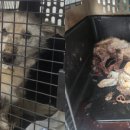 개와고양이 반려동물원 네이버블로그