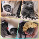 무마취 고양이 미용실 반할고양 | 검단 무마취고양이미용실 반할고양에서 냥생 첫목욕 대성공