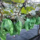 대간물농장 이미지