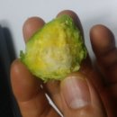 평화농장2 이미지