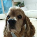 최가을