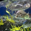 독일인학교 | 10년만에 롯데타워 아쿠아리움 방문기: 티겟 특가, 후기, 석촌 벚꽃 축제도!