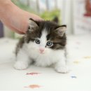 광주 고양이 분양 냥블리 광주점 | 광주고양이분양 완벽 후기