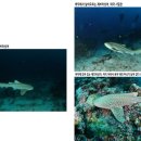 대신종축 이미지