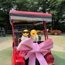 하니파크 | [주말] 세종투어_베어트리파크 &amp; 뽀로로 파크