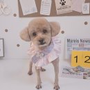 알콩달콩 애견샵 이미지