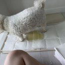 김두채 네이버블로그