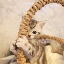 도그마루 노원점 이미지