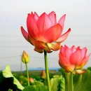 구미문화원해평분원 Daum카페