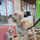 원당애견미용 이미지