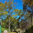 조산공원길 | 문경새재 단풍여행｜전동차 C 코스로 즐기는 가을 감성 트레킹