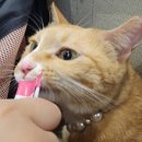 24시하나린동물의료센터 이미지