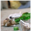 왈왈왈 이미지