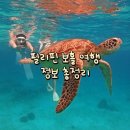 [필리핀 보홀] 여행 정보 총정리 (투어, 맛집, 기념품, 마사지 등)