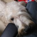 애플펫 동물병원 이미지