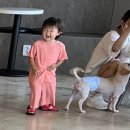 댕다방 이미지