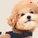 퍼피랜드 이미지