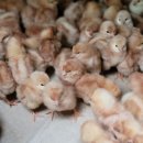 중추양계장 이미지