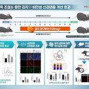 "김치가 비만 개선 효과"…세계김치연구소, 항비만 원리 규명 이미지