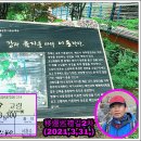 상나대 이미지