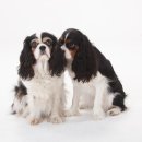 24시 더케어 동물의료센터 이미지