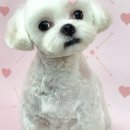 릴리줄리살롱 이미지